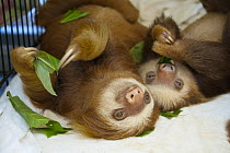 Hoffmann's Two-toed Sloth (Choloepus hoffmanni) orphaned babies eating almond tree leaves, Aviarios Sloth Sanctuary, Costa Rica