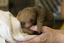 Hoffmann's Two-toed Sloth (Choloepus hoffmanni) orphaned baby chewing on thumb of caretaker, Aviarios Sloth Sanctuary, Costa Rica