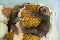 Hoffmann's Two-toed Sloth (Choloepus hoffmanni) orphaned babies clinging to stuffed animal toy, Aviarios Sloth Sanctuary, Costa Rica