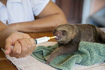 Hoffmann's Two-toed Sloth (Choloepus hoffmanni) orphaned baby bottle feeding, Aviarios Sloth Sanctuary, Costa Rica
