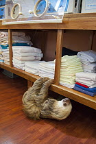 Hoffmann's Two-toed Sloth (Choloepus hoffmanni) rescued adult climbing shelves in nursery, Aviarios Sloth Sanctuary, Costa Rica