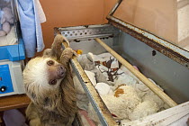 Hoffmann's Two-toed Sloth (Choloepus hoffmanni) rescued adult climbing on incubators in nursery, Aviarios Sloth Sanctuary, Costa Rica