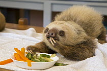 Hoffmann's Two-toed Sloth (Choloepus hoffmanni) orphaned baby eating vegetables, Aviarios Sloth Sanctuary, Costa Rica
