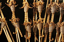 Scorpions scewered for sale as food, Xiao Chi Jie Market, Beijing, China
