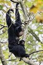 Siamang (Symphalangus syndactylus) mother calling in tree with baby, native to southeast Asia