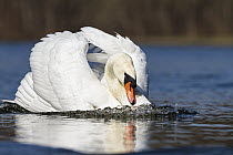 Mute Swan (Cygnus olor) in defensive posture, Upper Bavaria, Germany