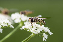 Marmalade Hover Fly (Episyrphus balteatus) and Hoverfly (Scaeva pyrastri) pair in backgroun on flowers, Bavaria, Germany