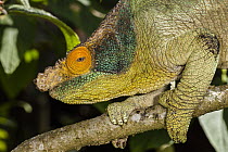 Parson's Chameleon (Calumma parsonii) male, Andasibe Mantadia National Park, Madagascar