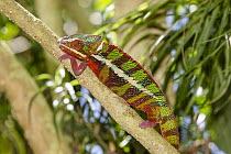Panther Chameleon (Chamaeleo pardalis) male with defensive coloration, Madagascar