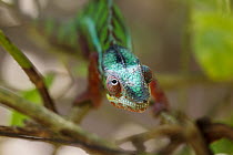 Panther Chameleon (Chamaeleo pardalis) male, Madagascar, eye rotation sequence 1 of 3