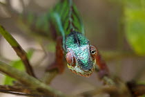 Panther Chameleon (Chamaeleo pardalis) male, Madagascar, eye rotation sequence 2 of 3