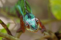Panther Chameleon (Chamaeleo pardalis) male, Madagascar, eye rotation sequence 3 of 3