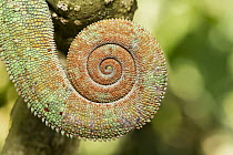Parson's Chameleon (Calumma parsonii) coiled tail of male, Andasibe Mantadia National Park, Madagascar