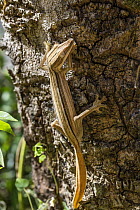 Lined Flat-tail Gecko (Uroplatus lineatus) on tree trunk, Andasibe Mantadia National Park, Madagascar