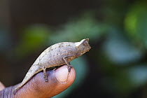 Horned Leaf Chameleon (Brookesia superciliaris) on finger, Madagascar