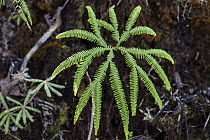 Ferns and mosses in rainforest, Andasibe Mantadia National Park, Madagascar