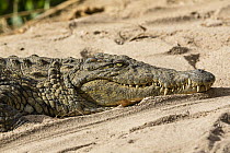 Nile Crocodile (Crocodylus niloticus) basking in sand, Madagascar
