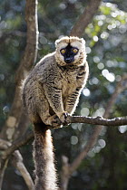 Red-fronted Brown Lemur (Eulemur fulvus rufus) male in tree, Andasibe Mantadia National Park, Madagascar