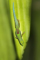 Striped Day Gecko (Phelsuma lineata), Pangalanes Canal, Madagascar