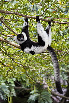 Black And White Ruffed Lemur (Varecia variegata variegata) hanging in tree, Madagascar