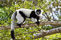 Black And White Ruffed Lemur (Varecia variegata variegata) in tree, Madagascar