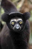 Indri (Indri indri) dark morph, Madagascar