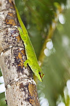 Madagascar Day Gecko (Phelsuma madagascariensis), Pangalanes Canal, Madagascar