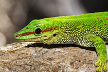Madagascar Day Gecko (Phelsuma madagascariensis), Pangalanes Canal, Madagascar