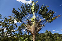 Travellers Palm (Ravenala madagascariensis), Ranomafana National Park, Madagascar