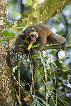 Golden Bamboo Lemur (Hapalemur aureus) male eating bamboo shoot, Ranomafana National Park, Madagascar