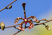 Scorpion Orchid (Arachnis flos-aeris) flower in hotel garden, Ranomafana National Park, Madagascar