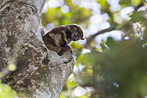 Light-necked Sportive Lemur (Lepilemur microdon) emerging from tree cavity, Ranomafana National Park, Madagascar
