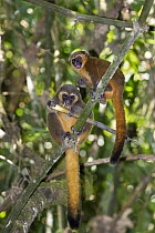 Golden Bamboo Lemur (Hapalemur aureus) mother with young eating bamboo shoot in tree, Ranomafana National Park, Madagascar