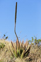 Aloe (Aloe macroclada) with dead flowering stalk, Andringitra National Park, Madagascar