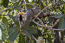 Red-fronted Brown Lemur (Eulemur fulvus rufus) male in tree, Isalo National Park, Madagascar