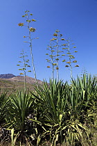 Sisal (Agave sisalana) flowering, Madagascar
