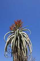 Madagascar Aloe (Aloe vaombe) flowering, Madagascar