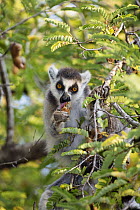 Ring-tailed Lemur (Lemur catta) eating tamarind fruit, Berenty Reserve, Madagascar