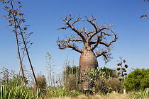 Fony Baobab (Adansonia rubrostipa), Berenty Reserve, Madagascar