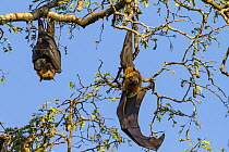 Madagascar Flying Fox (Pteropus rufus) pair roosting, Berenty Reserve, Madagascar