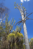Fantsiolotse (Alluaudia ascendens) and Madagascan Ocotillo (Alluaudia procera), Spiny Desert, Andohahela National Park, Madagascar