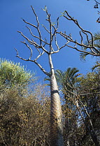 Madagascar Palm (Pachypodium lamerei), Andohahela National Park, Madagascar