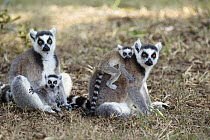 Ring-tailed Lemur (Lemur catta) mothers with young, Nahampoana Reserve, Madagascar