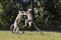 Ring-tailed Lemur (Lemur catta) pair playing, Nahampoana Reserve, Madagascar