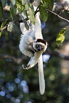 Verreaux's Sifaka (Propithecus verreauxi) hanging from tree, Nahampoana Reserve, Madagascar