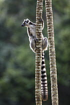 Ring-tailed Lemur (Lemur catta) in tree, Nahampoana Reserve, Madagascar