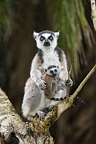 Ring-tailed Lemur (Lemur catta) mother with baby, Nahampoana Reserve, Madagascar