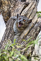 Red-tailed Sportive Lemur (Lepilemur ruficaudatus) in defensive posture in tree cavity, Kirindy Forest, Madagascar