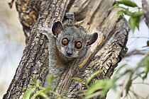 Red-tailed Sportive Lemur (Lepilemur ruficaudatus) in tree cavity, Kirindy Forest, Madagascar