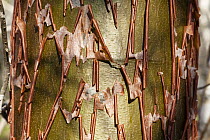 Tree trunk with peeling bark, Kirindy Forest, Madagascar